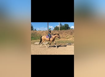 Caballo cuarto de milla, Caballo castrado, 9 años, 163 cm, Buckskin/Bayo