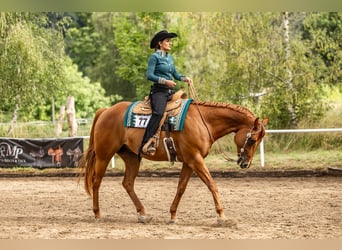 Caballo cuarto de milla, Caballo castrado, 9 años, 165 cm, Alazán