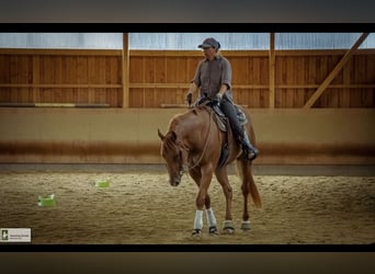 Caballo cuarto de milla, Caballo castrado, 9 años, 165 cm, Alazán
