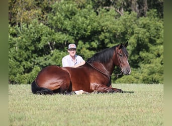 Caballo cuarto de milla, Caballo castrado, 9 años, 168 cm, Castaño rojizo