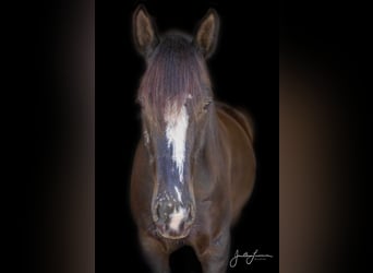 Caballo cuarto de milla, Caballo castrado, 9 años, 170 cm, Negro