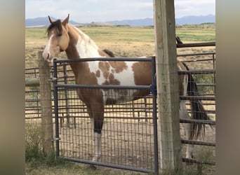Caballo cuarto de milla, Caballo castrado, 9 años, 60 cm, Castaño