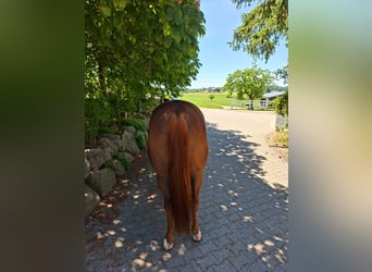 Caballo cuarto de milla, Caballo castrado, 9 años, Alazán