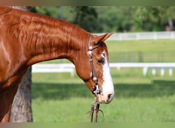 Caballo cuarto de milla, Caballo castrado, 9 años, Alazán rojizo