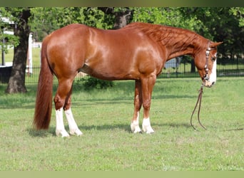 Caballo cuarto de milla, Caballo castrado, 9 años, Alazán rojizo