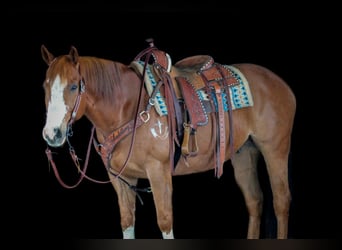 Caballo cuarto de milla, Caballo castrado, 9 años, Alazán rojizo