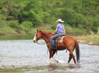 Caballo cuarto de milla, Caballo castrado, 9 años, Alazán rojizo