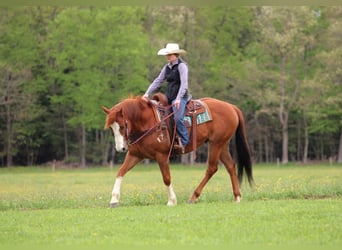 Caballo cuarto de milla, Caballo castrado, 9 años, Alazán rojizo