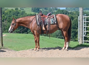 Caballo cuarto de milla, Caballo castrado, 9 años, Alazán rojizo