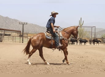 Caballo cuarto de milla, Caballo castrado, 9 años, Alazán rojizo