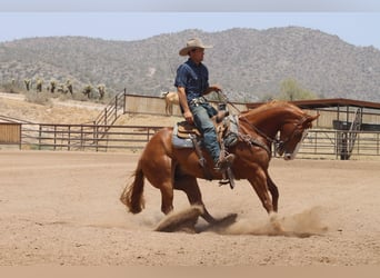Caballo cuarto de milla, Caballo castrado, 9 años, Alazán rojizo