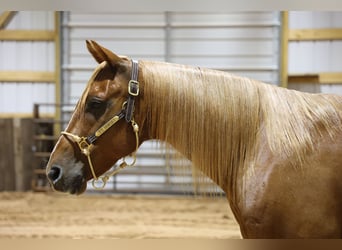 Caballo cuarto de milla, Caballo castrado, 9 años, Alazán rojizo