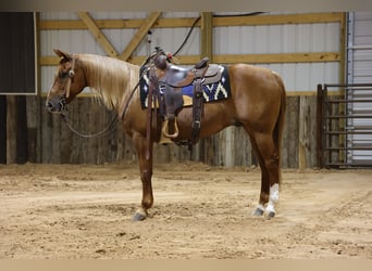 Caballo cuarto de milla, Caballo castrado, 9 años, Alazán rojizo