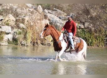 Caballo cuarto de milla, Caballo castrado, 9 años, Alazán-tostado
