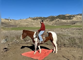 Caballo cuarto de milla, Caballo castrado, 9 años, Alazán-tostado