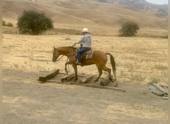 Caballo cuarto de milla, Caballo castrado, 9 años, Bayo