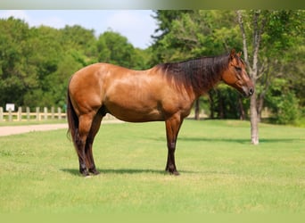 Caballo cuarto de milla, Caballo castrado, 9 años, Bayo
