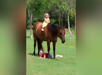 Caballo cuarto de milla, Caballo castrado, 9 años, Bayo