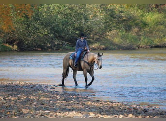 Caballo cuarto de milla, Caballo castrado, 9 años, Buckskin/Bayo