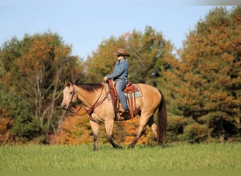 Caballo cuarto de milla, Caballo castrado, 9 años, Buckskin/Bayo