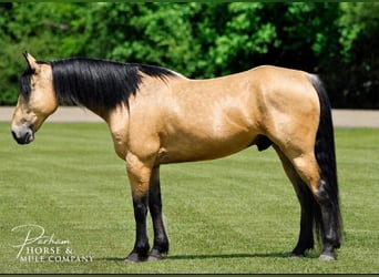 Caballo cuarto de milla, Caballo castrado, 9 años, Buckskin/Bayo