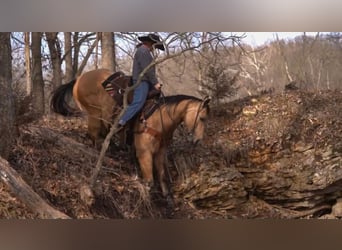 Caballo cuarto de milla, Caballo castrado, 9 años, Buckskin/Bayo