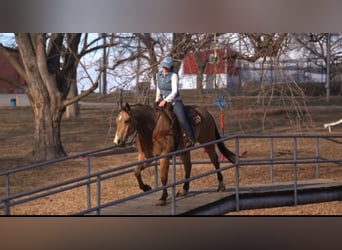 Caballo cuarto de milla, Caballo castrado, 9 años, Buckskin/Bayo