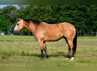 Caballo cuarto de milla, Caballo castrado, 9 años, Buckskin/Bayo