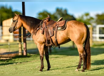 Caballo cuarto de milla, Caballo castrado, 9 años, Buckskin/Bayo