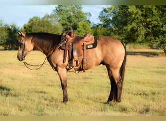 Caballo cuarto de milla, Caballo castrado, 9 años, Buckskin/Bayo