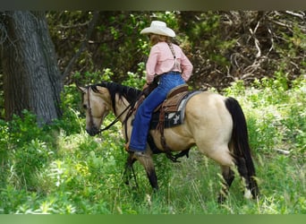 Caballo cuarto de milla, Caballo castrado, 9 años, Buckskin/Bayo