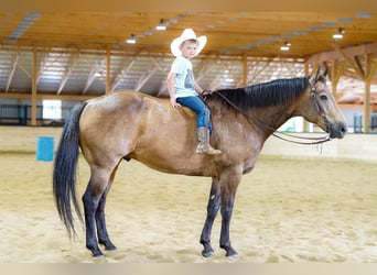 Caballo cuarto de milla, Caballo castrado, 9 años, Buckskin/Bayo