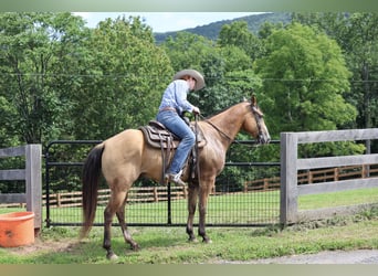 Caballo cuarto de milla, Caballo castrado, 9 años, Buckskin/Bayo