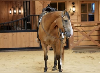Caballo cuarto de milla, Caballo castrado, 9 años, Buckskin/Bayo