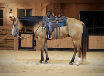 Caballo cuarto de milla, Caballo castrado, 9 años, Buckskin/Bayo