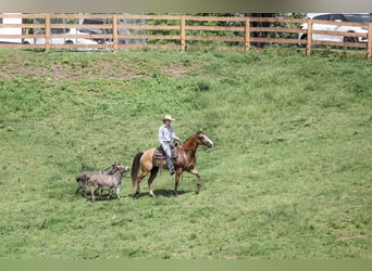 Caballo cuarto de milla, Caballo castrado, 9 años, Buckskin/Bayo