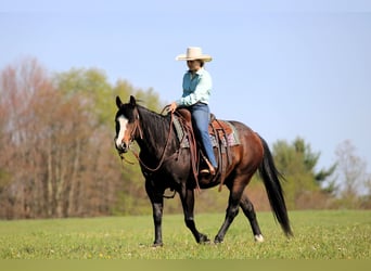 Caballo cuarto de milla, Caballo castrado, 9 años, Castaño oscuro