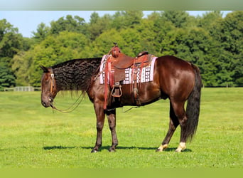 Caballo cuarto de milla, Caballo castrado, 9 años, Castaño