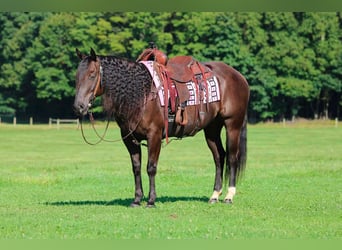 Caballo cuarto de milla, Caballo castrado, 9 años, Castaño