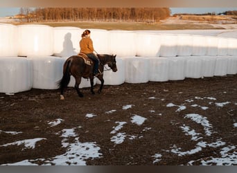 Caballo cuarto de milla, Caballo castrado, 9 años, Castaño-ruano