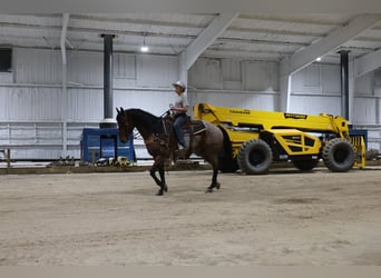 Caballo cuarto de milla, Caballo castrado, 9 años, Castaño-ruano