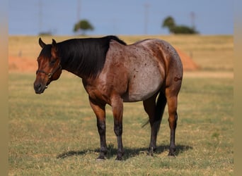 Caballo cuarto de milla, Caballo castrado, 9 años, Castaño-ruano