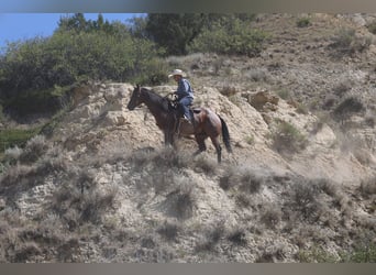 Caballo cuarto de milla, Caballo castrado, 9 años, Castaño-ruano
