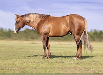 Caballo cuarto de milla, Caballo castrado, 9 años, Dunalino (Cervuno x Palomino)