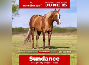 Caballo cuarto de milla, Caballo castrado, 9 años, Dunalino (Cervuno x Palomino)