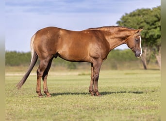 Caballo cuarto de milla, Caballo castrado, 9 años, Dunalino (Cervuno x Palomino)
