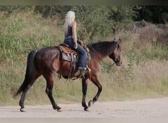 Caballo cuarto de milla, Caballo castrado, 9 años, Negro