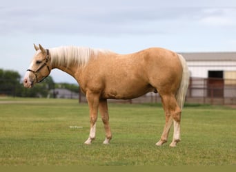 Caballo cuarto de milla, Caballo castrado, 9 años, Palomino