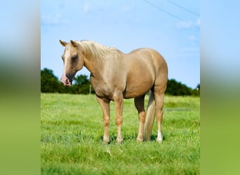 Caballo cuarto de milla, Caballo castrado, 9 años, Palomino