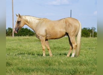 Caballo cuarto de milla, Caballo castrado, 9 años, Palomino
